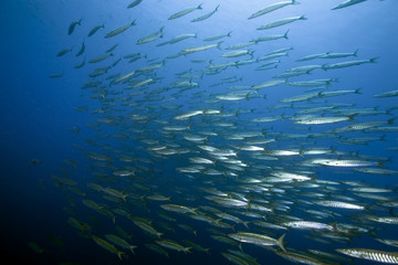 ocean and barracuda