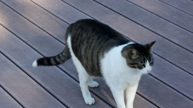 gros chat sur la terrasse en bois