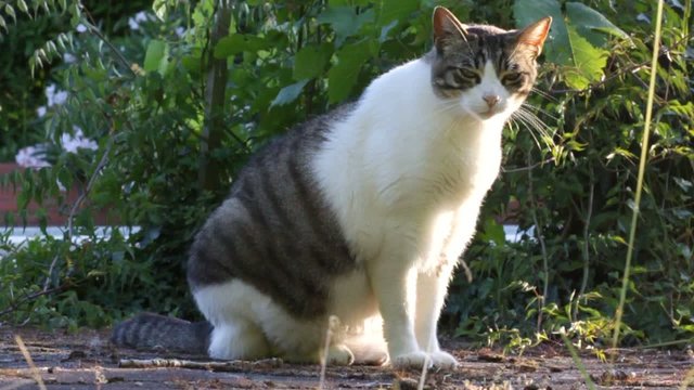 chat assis dehors