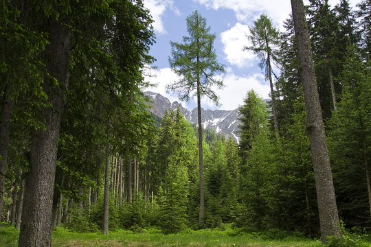 Wald mit Bergen