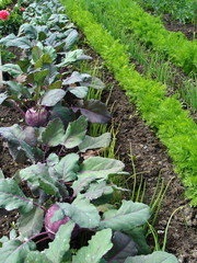 Gemüse Beet Anbau von Kohlrabi Schnittlauch und Möhren im Garten