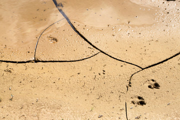 Hundespur im lehmigen Boden