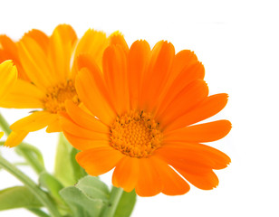 The flowers of calendula