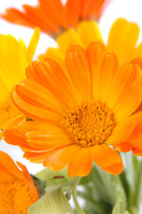 The flowers of calendula