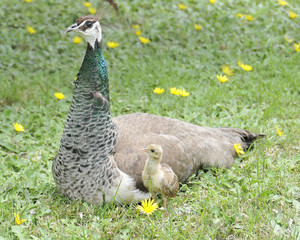 Alert Peahen with New Chick