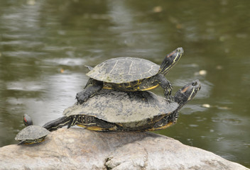 Turtle Du Soliel