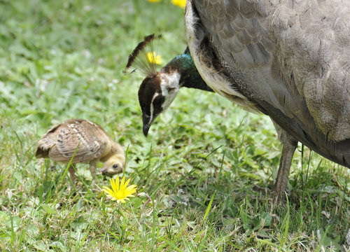 Peahen & Chick