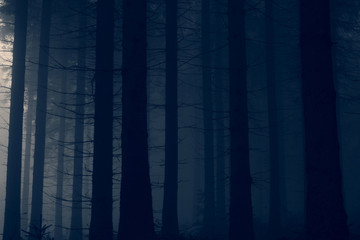 Mystic Forest