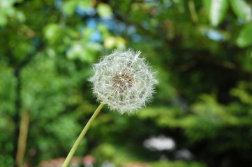 pusteblume