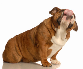 red brindle english bulldog female licking lips