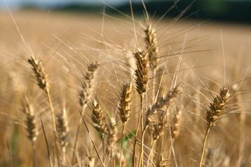 Fototapeta premium Wheat Ready for Harvest