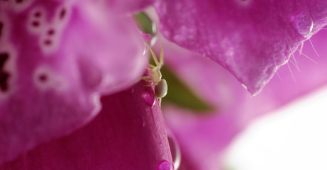 foxglove © Zbyszek Nowak