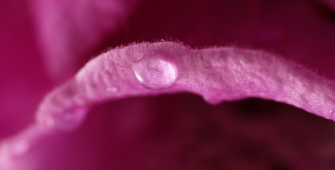 foxglove © Zbyszek Nowak