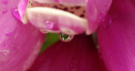 foxglove © Zbyszek Nowak