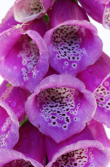 foxglove © Zbyszek Nowak
