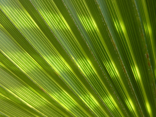 Obraz premium verdure et ombres