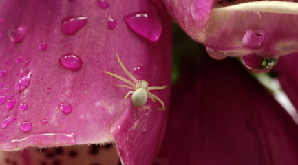 foxglove © Zbyszek Nowak