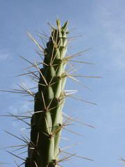 cactus