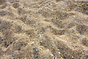many shells on a beach