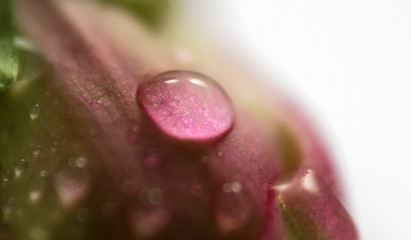 foxglove © Zbyszek Nowak