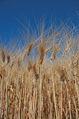 champ de blé sur fond ciel bleu