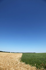 Obraz premium wheat field and green field
