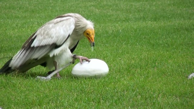 vautour dévorant un oeuf d'autruche