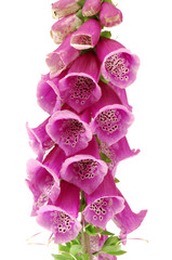 foxglove