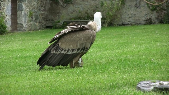 vautour &agrave; dos blanc marchant