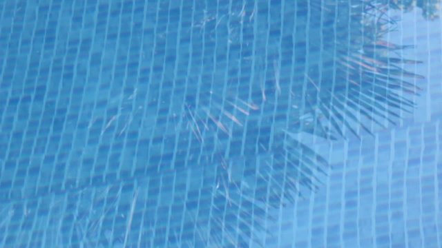 reflet du palmier dans l'eau 2