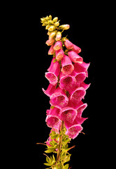 foxglove © Zbyszek Nowak