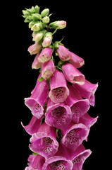 foxglove