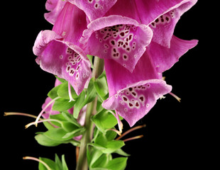 foxglove © Zbyszek Nowak