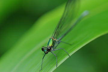 黒い目のトンボ