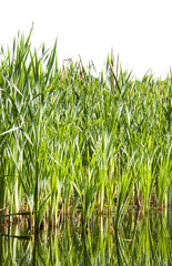 Obraz premium River cane