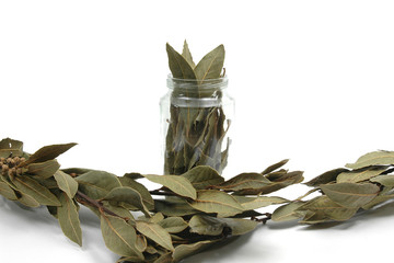 Hojas de laurel