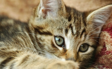 close-up on the eyes of a tabby kitten
