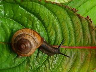 Snail with house on a leaf