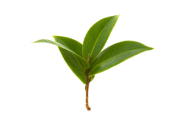 fresh tea leaves