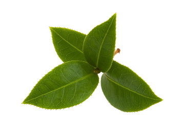 Fototapeta na wymiar świeże liście herbaty