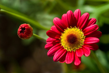Red / yellow sun flower, leucanthemum
