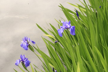 Iris, Lilie, Lilium, Liliengewächs, Liliaceae, Seeufer