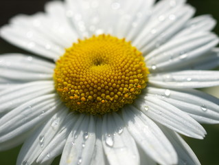 Garden daisy
