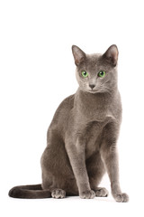 Portrait of a russian blue cat