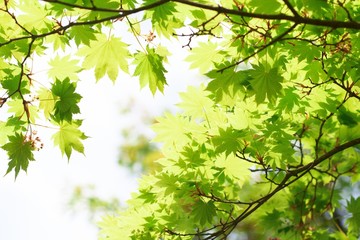 green leaves