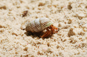 Hermit Crab on a beach