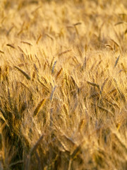 Golden wheat field