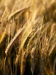 Golden wheat field