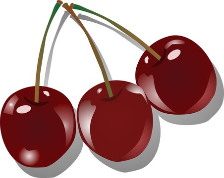 Three succulent cherries in an illustration
