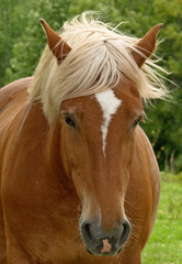 Obraz premium TETE DE CHEVAL ROUX